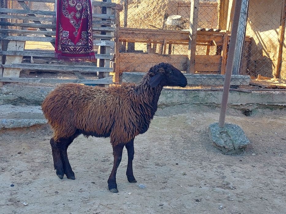 Жас бойдақ шаруа қой сатылады