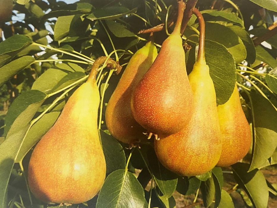 Pomi Fructiferi la Ghiveci (Păr )