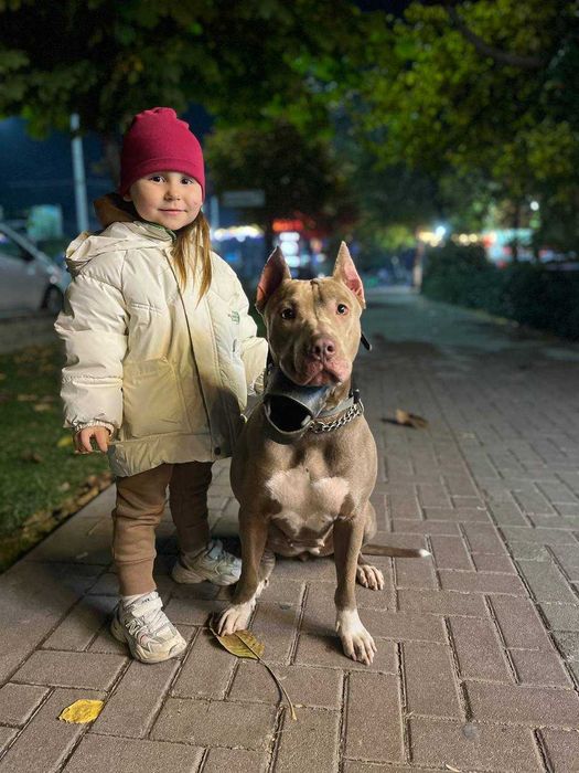 Продам чистокровных щенков питбуль Red Nose The red nose pit bull
