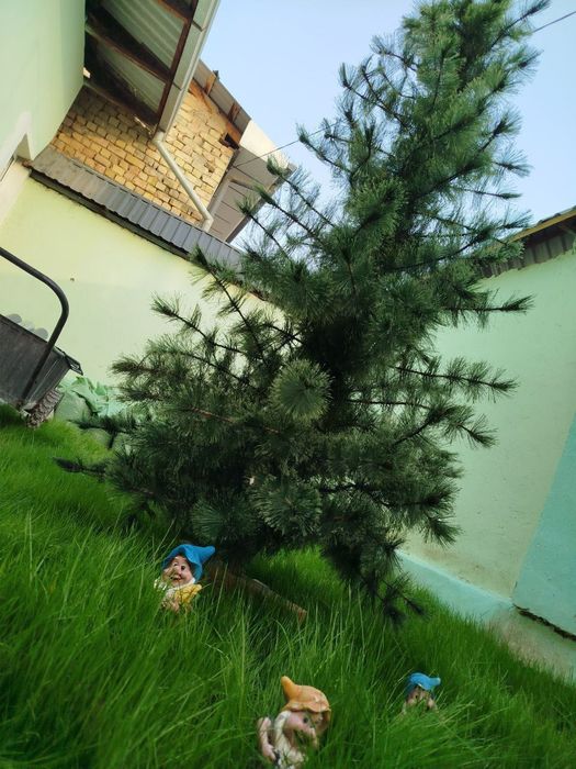 Продается ёлка советская пушистая в идеальном состоянии