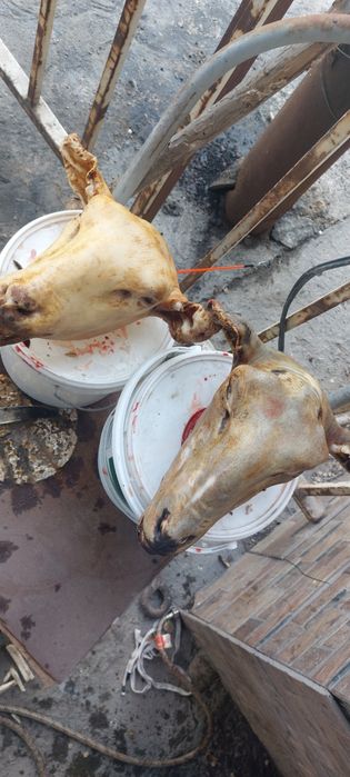 Баранина голова нога карын