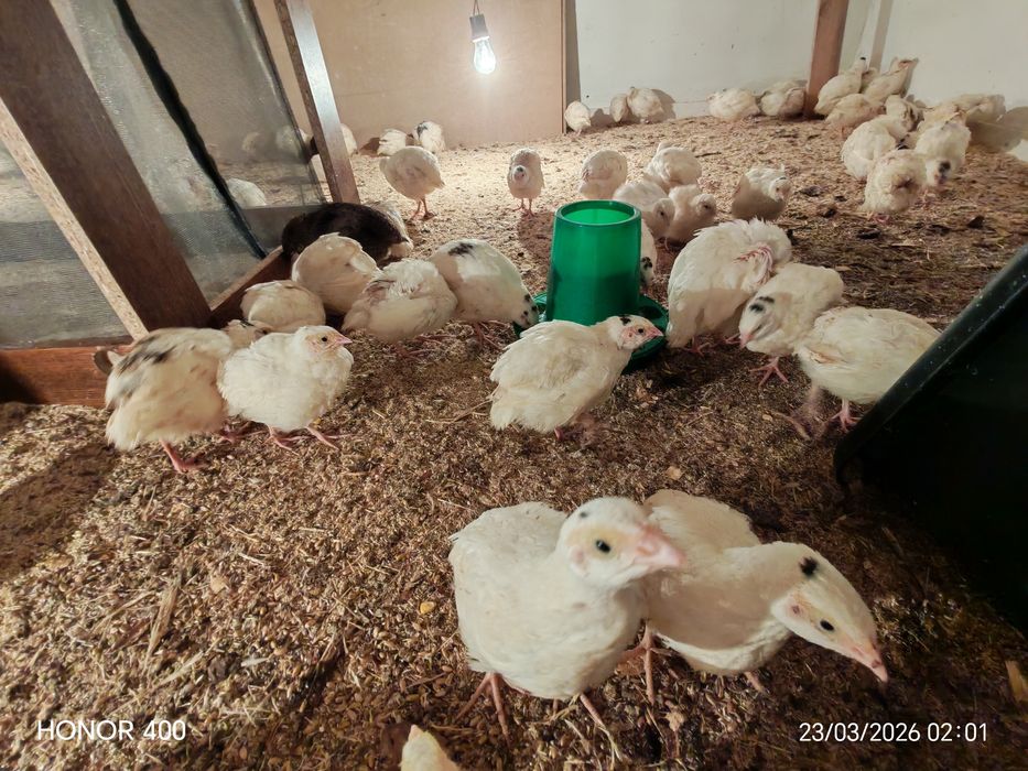 Перепела белый гигант