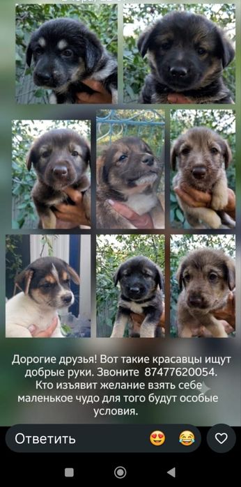 Отдам щенят мальчики и девочки