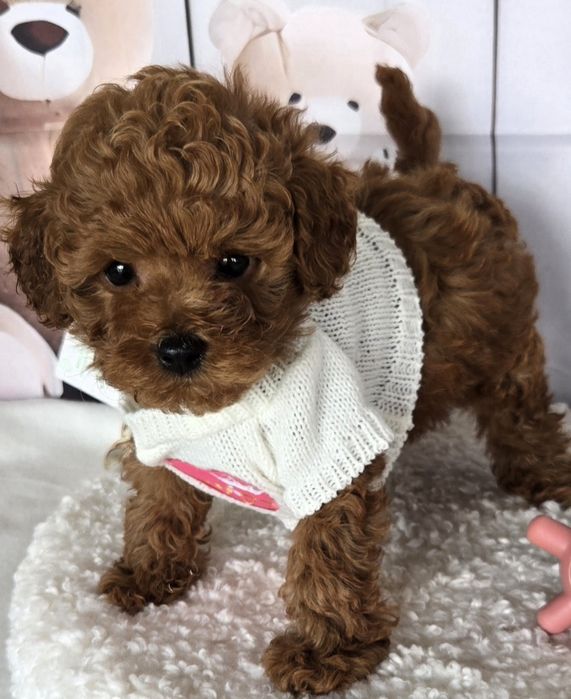 Пудел той /Poodle toy с генетични тестове на родителите / родословие