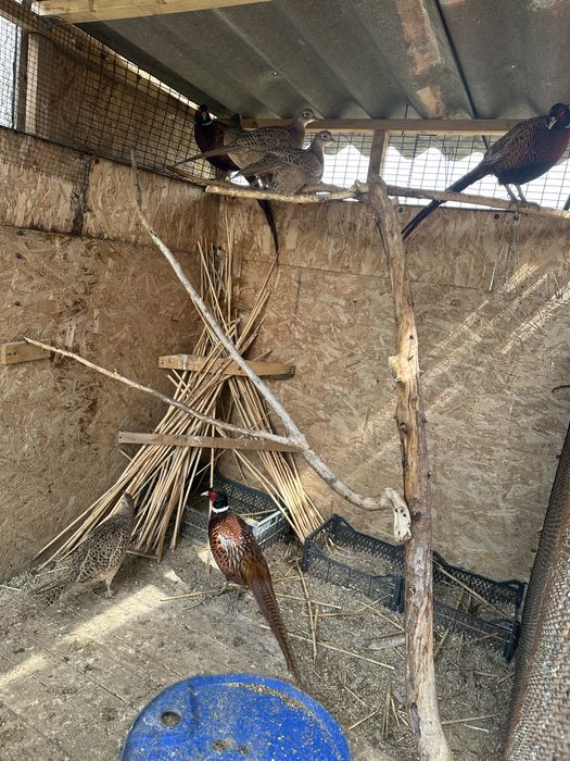 Продам двух фазанов