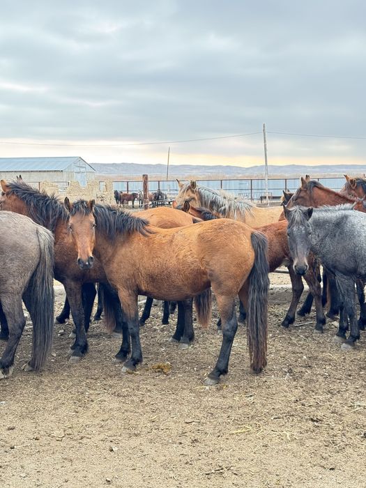 Соғымға жылқылар сатылады