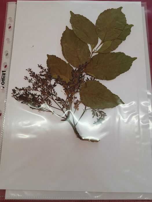 Хербарий ( за ученици и студенти)