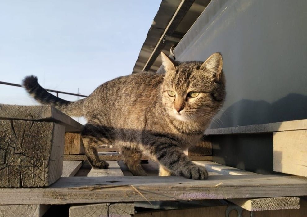 Стерилизованная кошка в добрые руки