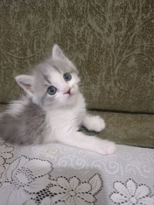 Отдаю котят в добрые руки