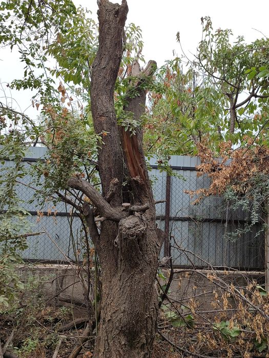 Отдам даром. Дерево урюка. Самовывоз самоспил