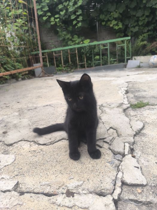 Милые котята ищут добрых хозяев