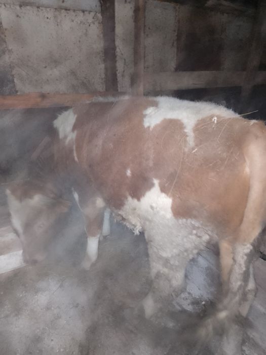 Продам быков 11-мес