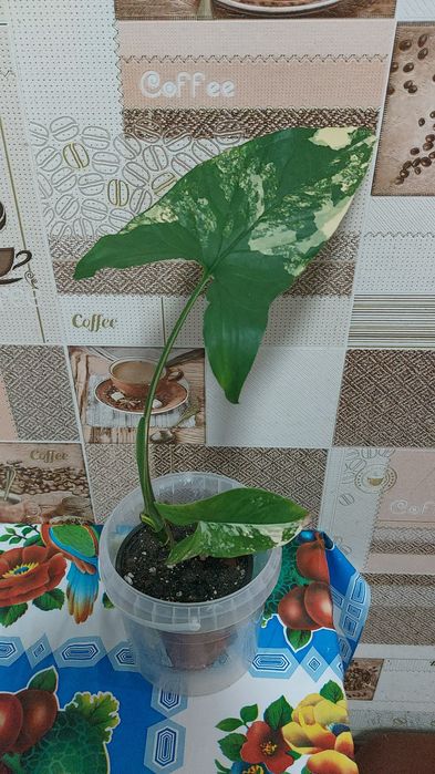 Неприхотливые комнатные цветы