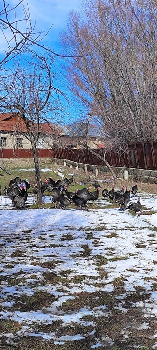 Индюки индюшки продаются