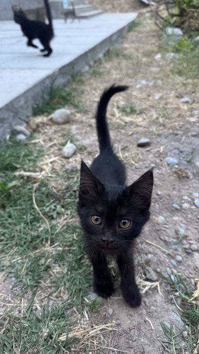 Отдам котят бесплатноо