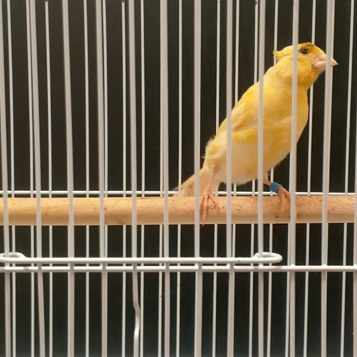 Продаются молодые канарейки самцы