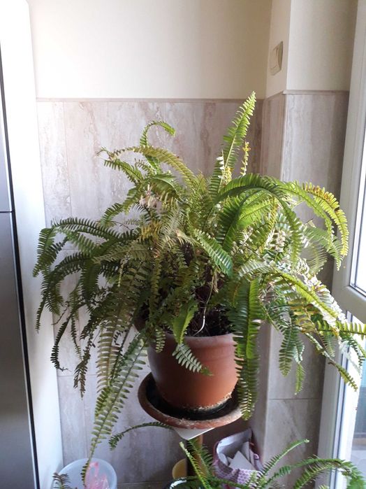 Vând ghivece cu ferigi