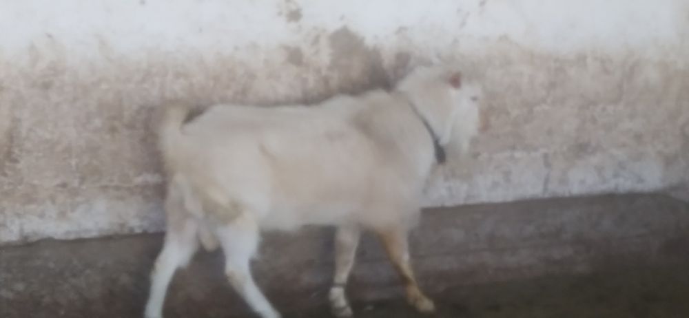 Продаются козёл.