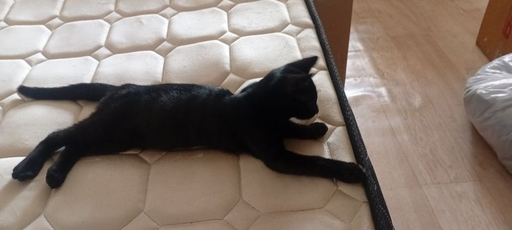 Котят отдам в добрые руки