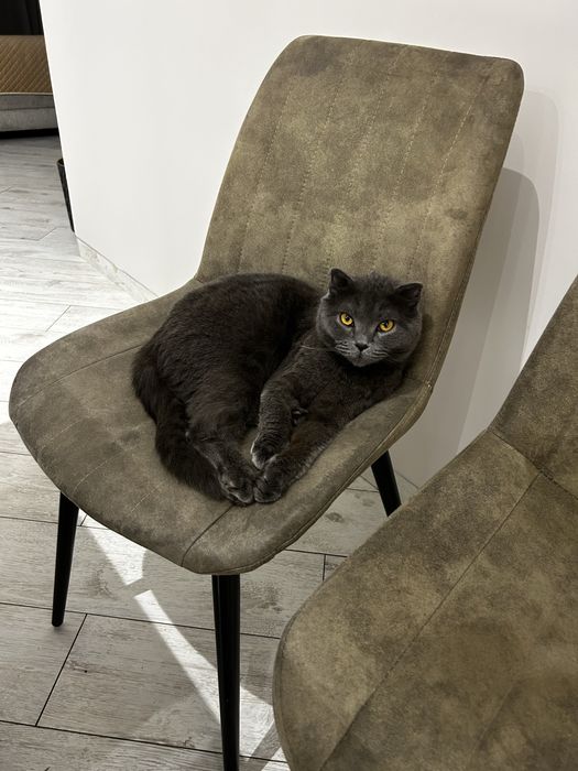 Отдам кошку в хорошие руки