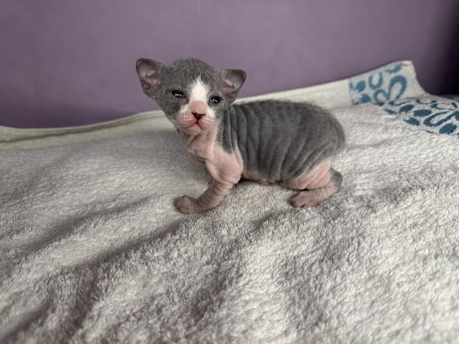 Котята  сфинкс.