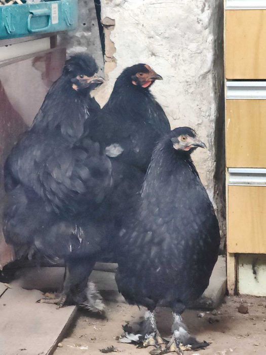 Куры и петух брама