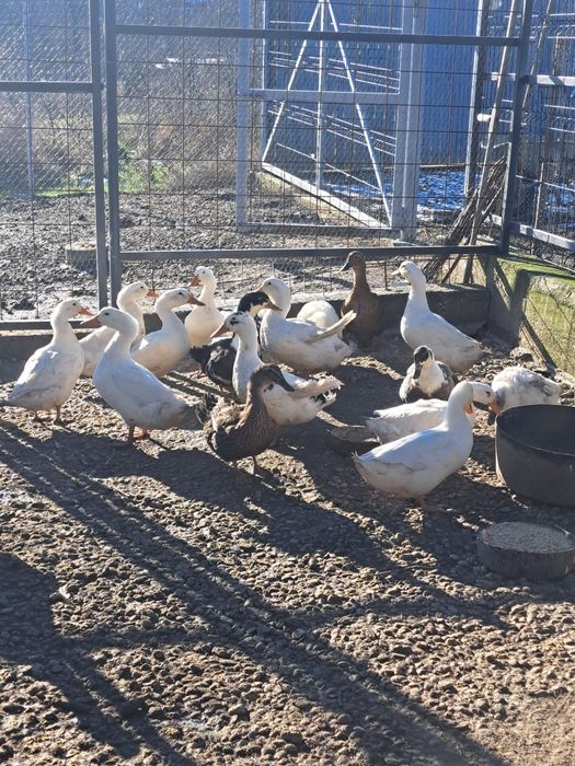 vând sau schimb rațe românești