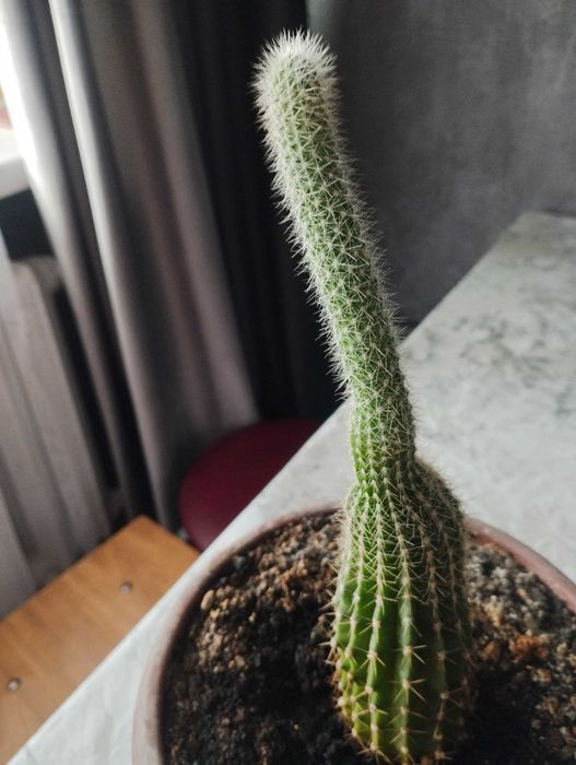 Кактус в горшке продам.