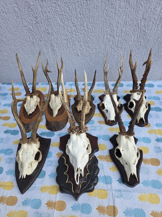 Vand trofee caprior