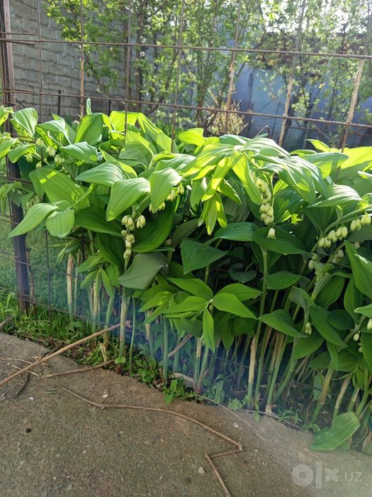 Продаётся КУПЕНА