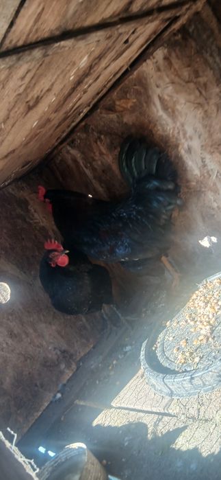 Vand cocosi rasa brahma rasa austrolop