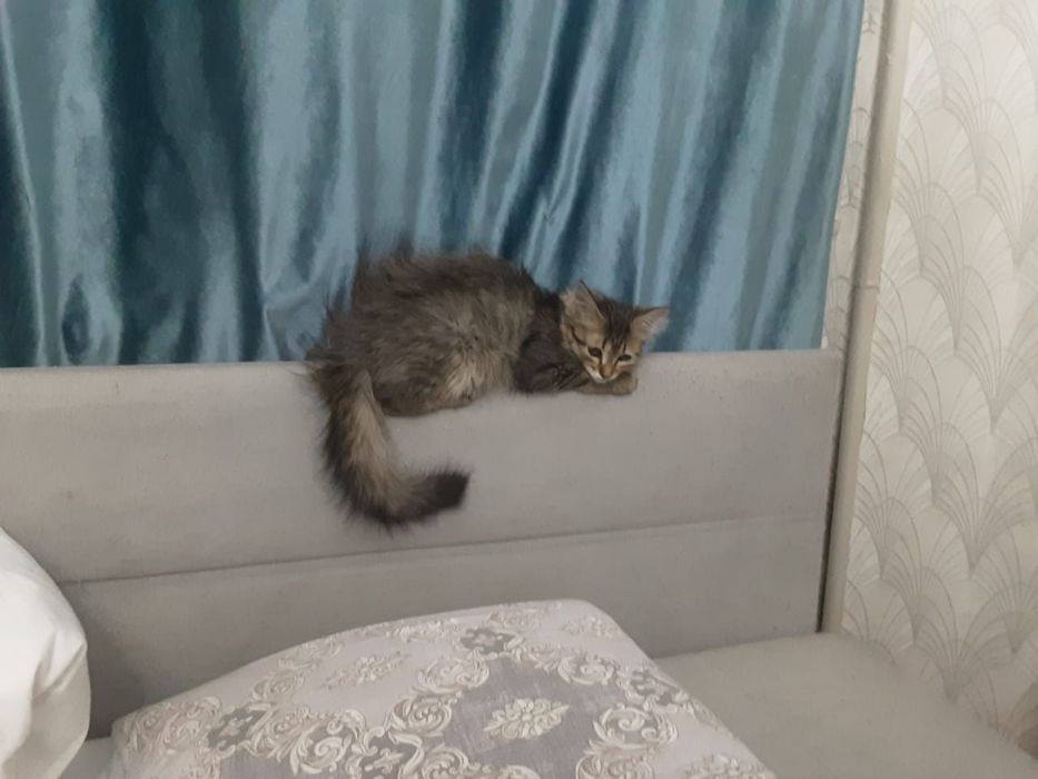 Отдам в хорошие руки