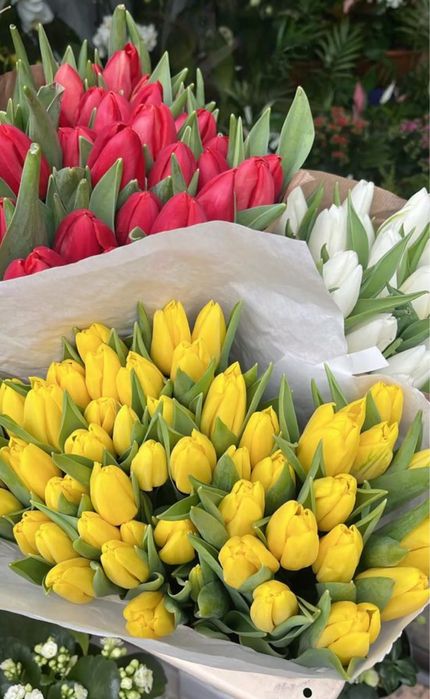 Тюльпаны в наличии