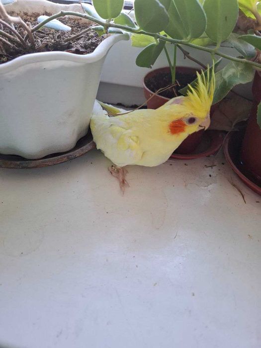 Продаются птенцы кореллы