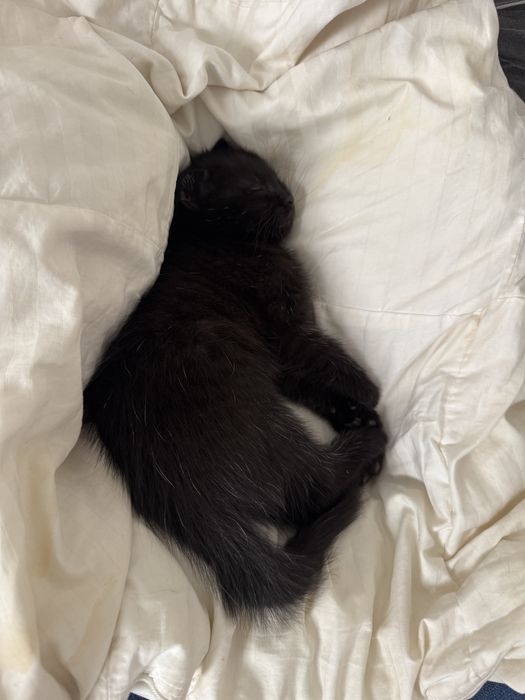 Котик мальчик 1 месяц 22 дня
