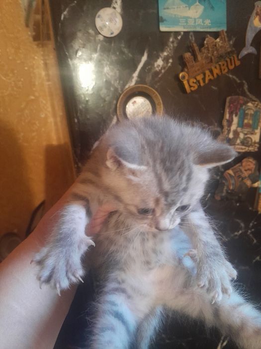 Одам котят в хорошие руки