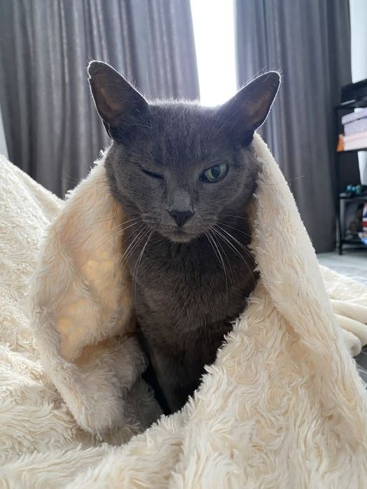 Котёнок русская голубая
