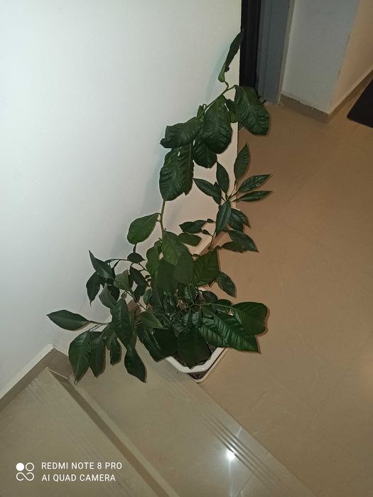 Декоративно лимоново дърво