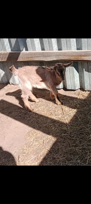 Продам или обменяю козлика молочного направления