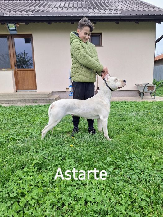 Pui mascul Dog Argentinian Dogo Argentino