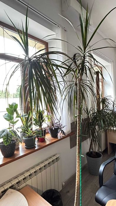 Драцена (Dracaena marginata)