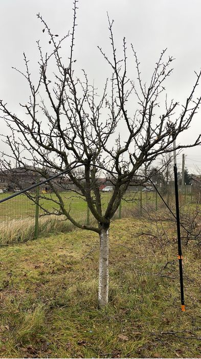 Cosmetizare / taiere pomi fructiferi!