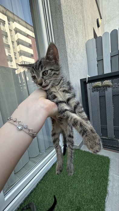 Pisicuti spre donatie