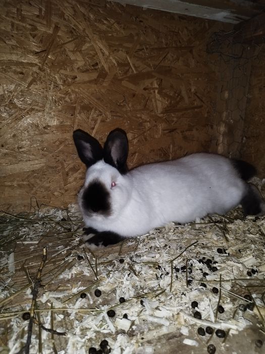 Iepuri Californieni rasa pura atâta tineret cat și maturi de vânzare !
