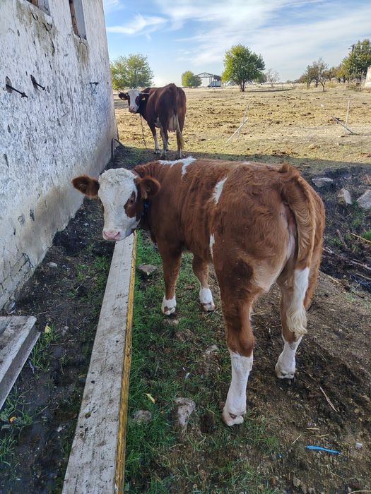 Vand vitea de rasă