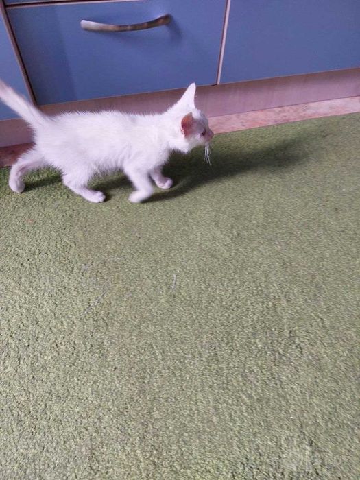 Котенок в хорошие руки, отдам даром