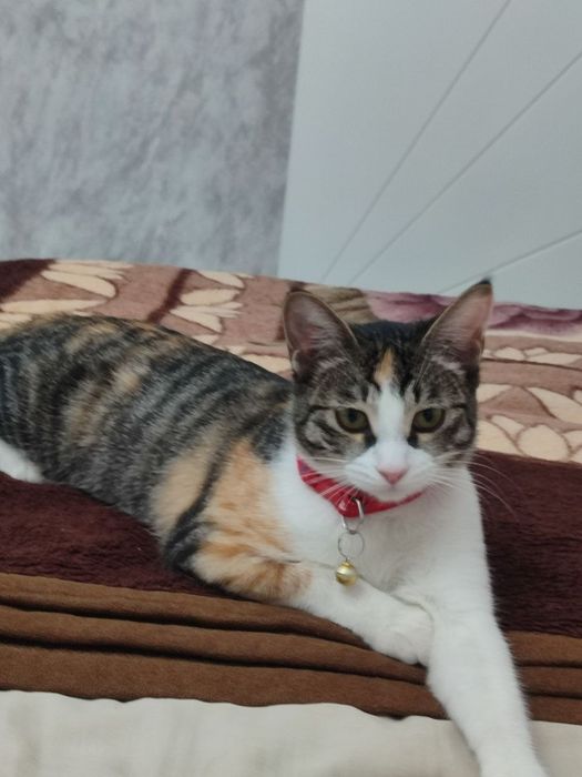 Отдадим только в добрые  руки