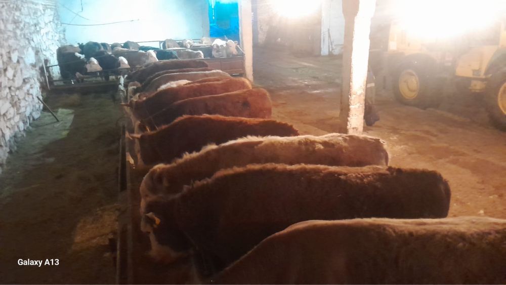 Откоомленные бычки и телочки