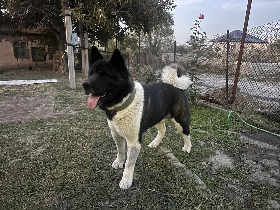 Ищем подругу для Американского акиты