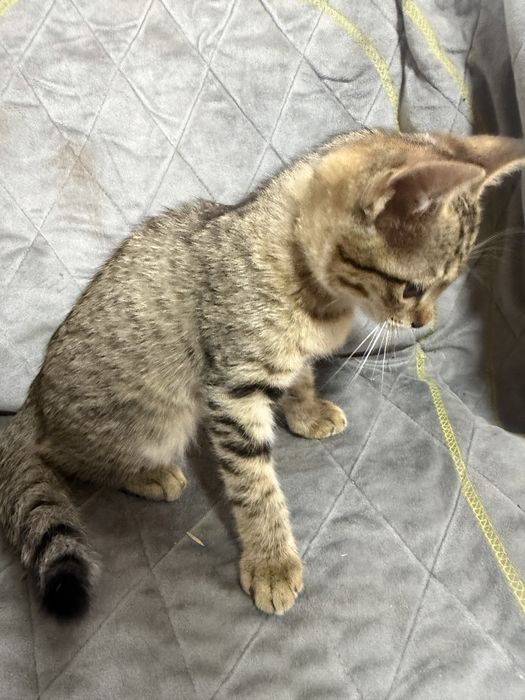 Котенок чистый приученный